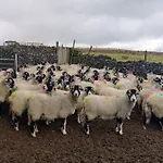 Old Ing * Horton in Ribblesdale